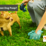 How To Clean Dog Poop Off Your Carpet in 2024