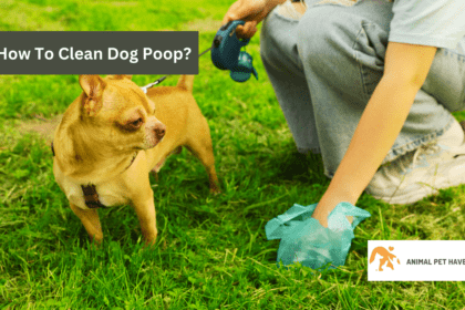 How To Clean Dog Poop Off Your Carpet in 2024