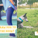 How To Train Dog To Wait At The Door