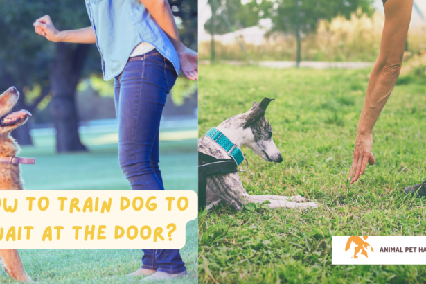 How To Train Dog To Wait At The Door