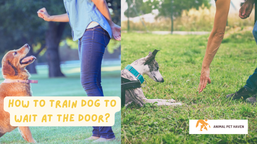 How To Train Dog To Wait At The Door