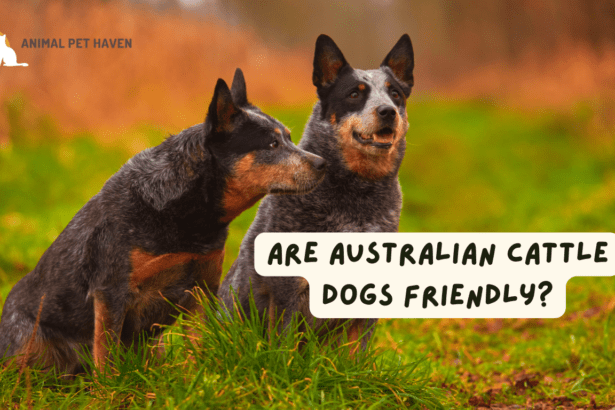 Are Australian Cattle Dogs Friendly