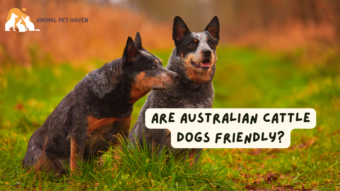 Are Australian Cattle Dogs Friendly