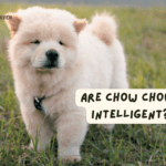 Are Chow Chows Intelligent