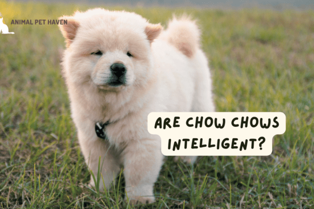 Are Chow Chows Intelligent