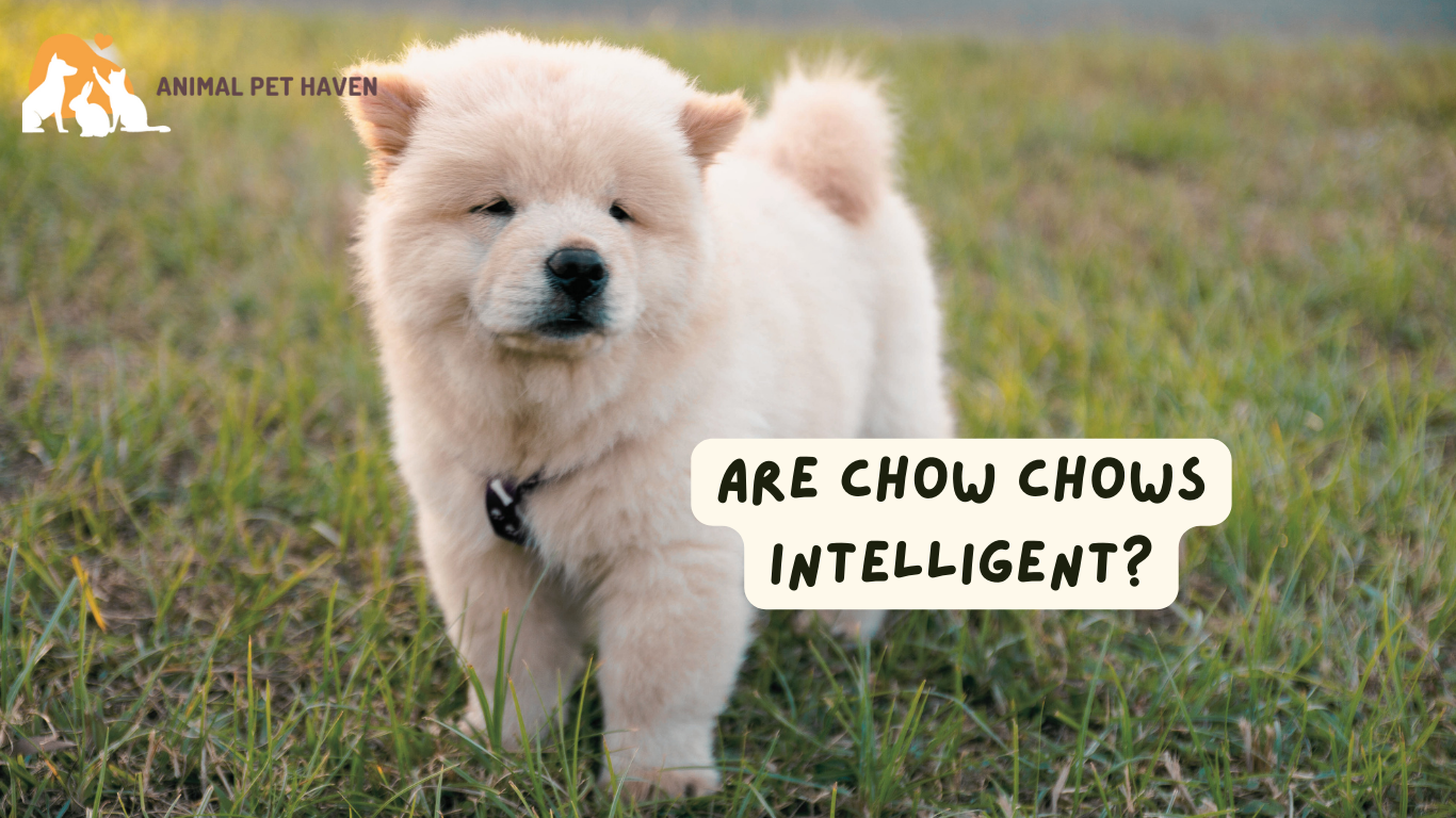 Are Chow Chows Intelligent