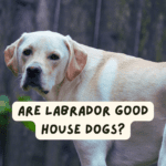 Are Labrador Good House Dogs