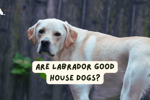 Are Labrador Good House Dogs