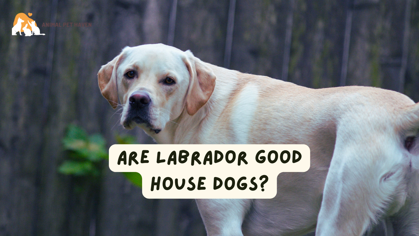 Are Labrador Good House Dogs