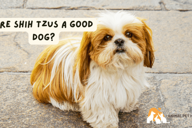 Are Shih Tzus a good Dog