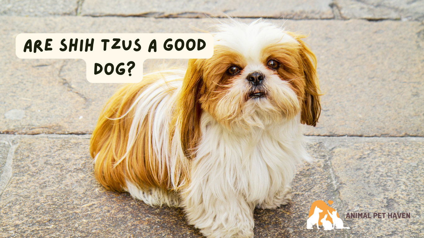 Are Shih Tzus a good Dog