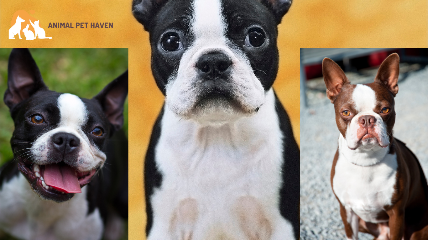 Boston Terrier Personality