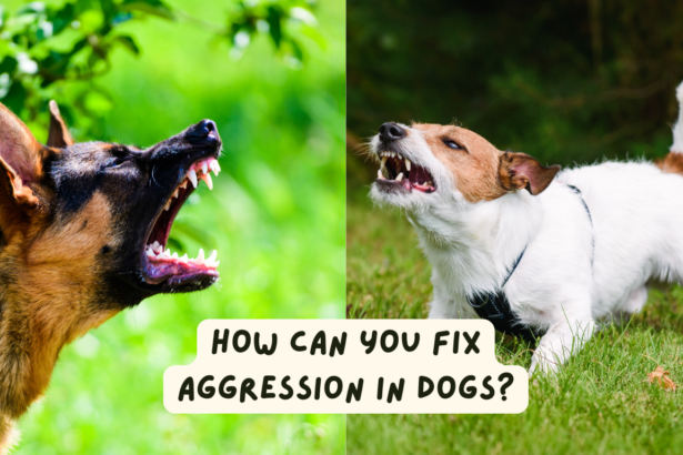 How Can You Fix Aggression In Dogs