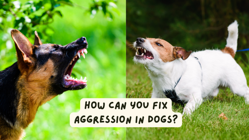 How Can You Fix Aggression In Dogs