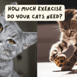 How Much Exercise Do Your Cats Need