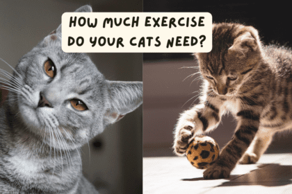 How Much Exercise Do Your Cats Need