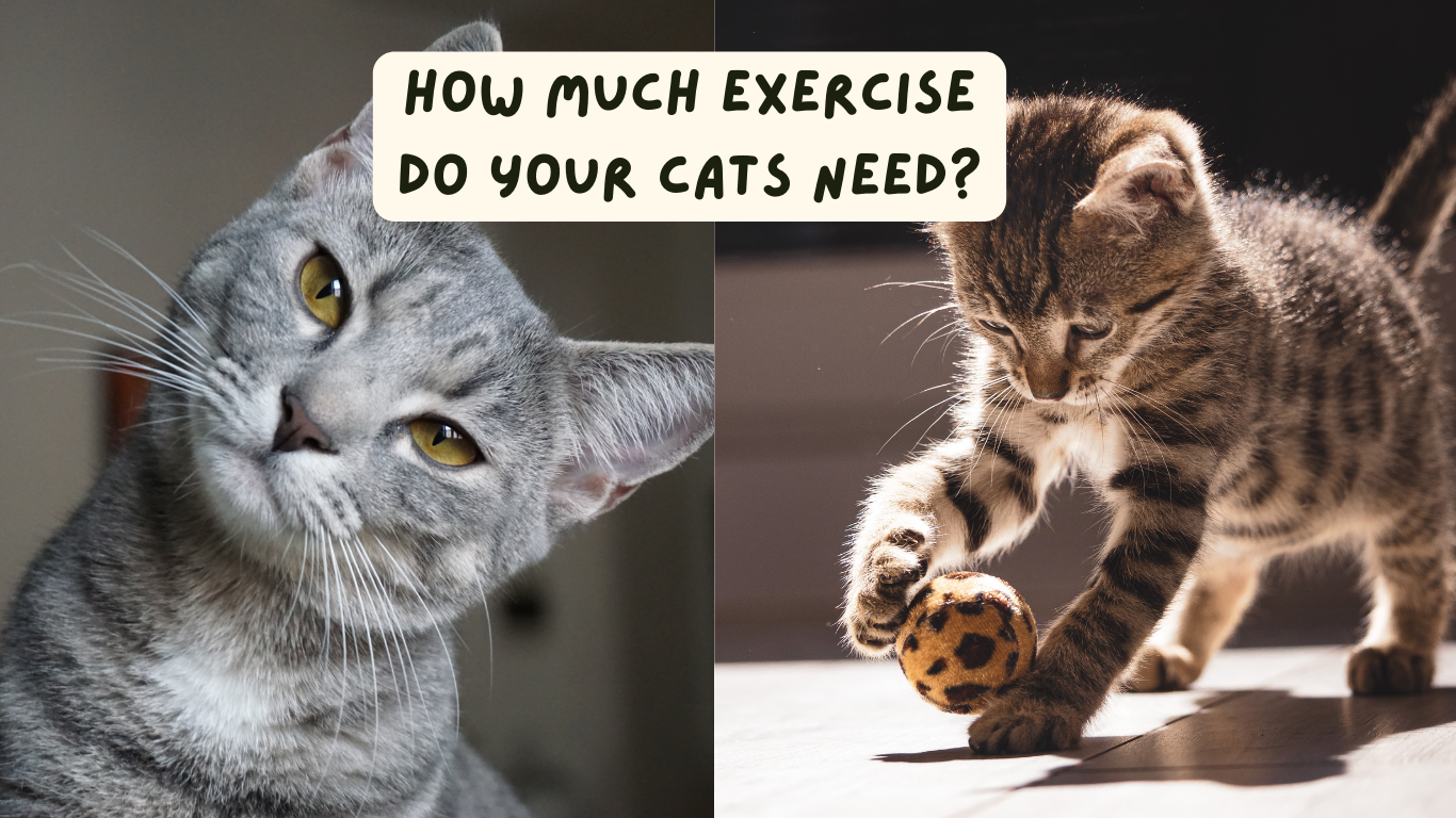 How Much Exercise Do Your Cats Need