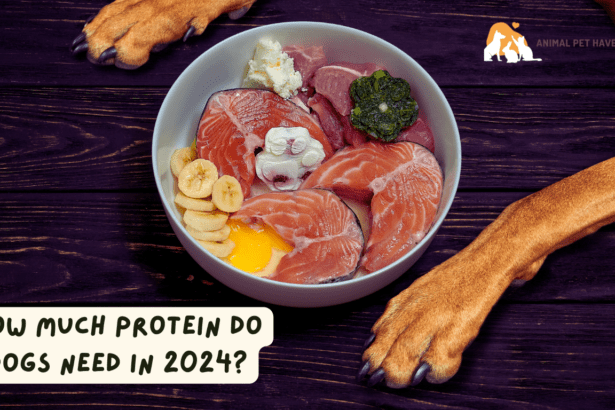 How Much Protein do Dogs Need in 2024