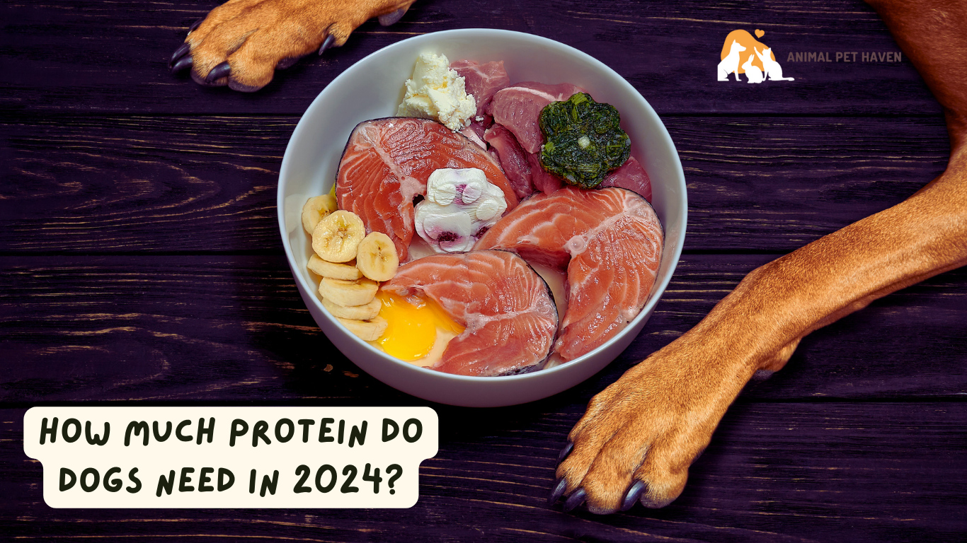 How Much Protein do Dogs Need in 2024