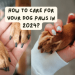 How To Care For Your Dog Paws in 2024