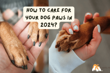 How To Care For Your Dog Paws in 2024