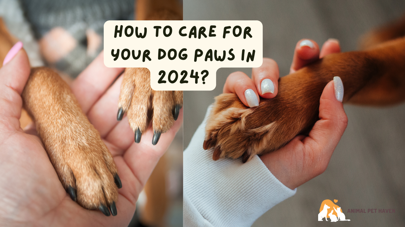 How To Care For Your Dog Paws in 2024