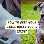 How To Feed Your Large Breed Dog in 2024