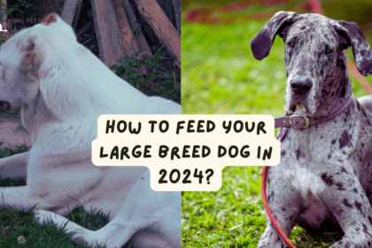 How To Feed Your Large Breed Dog in 2024