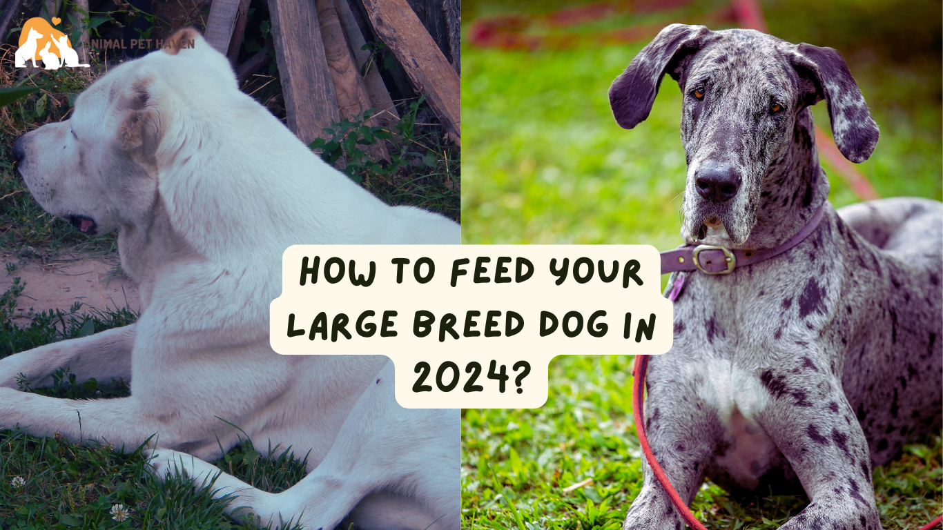 How To Feed Your Large Breed Dog in 2024