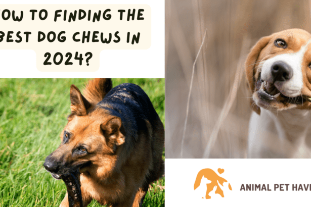 How to Finding the Best Dog Chews in 2024