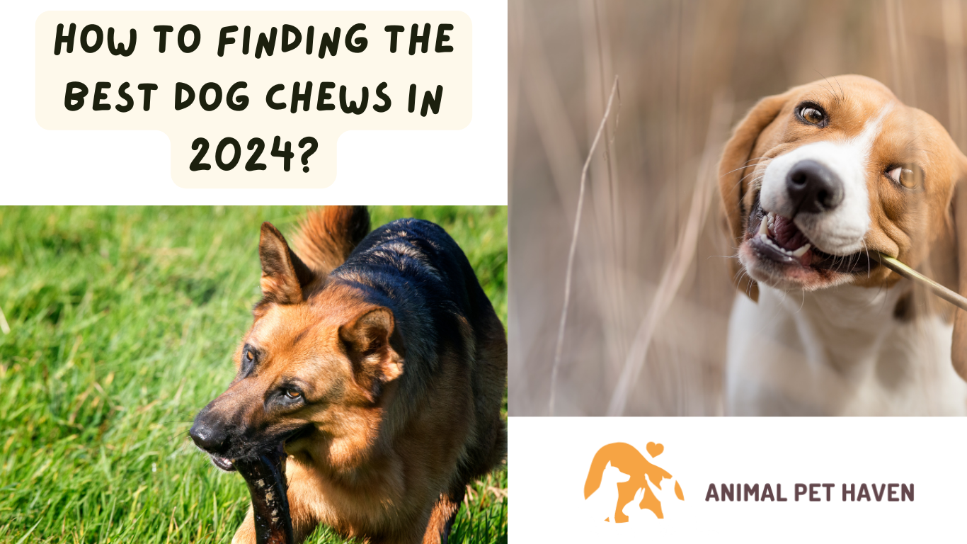 How to Finding the Best Dog Chews in 2024