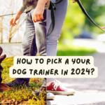 How to Pick a Your Dog Trainer in 2024