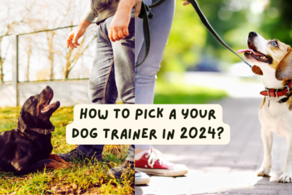 How to Pick a Your Dog Trainer in 2024