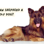 Is German Shepherd a Wolf Dog