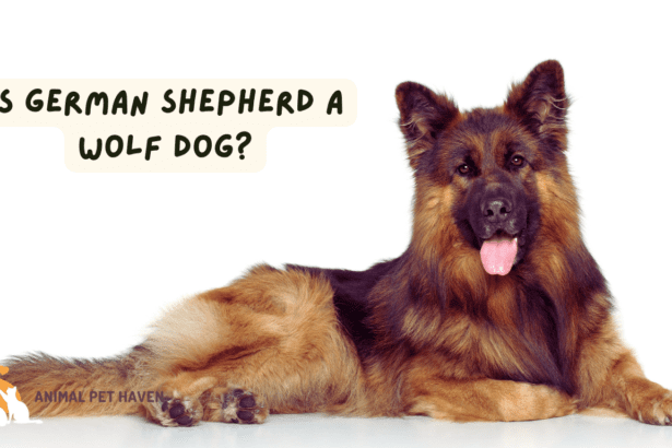 Is German Shepherd a Wolf Dog