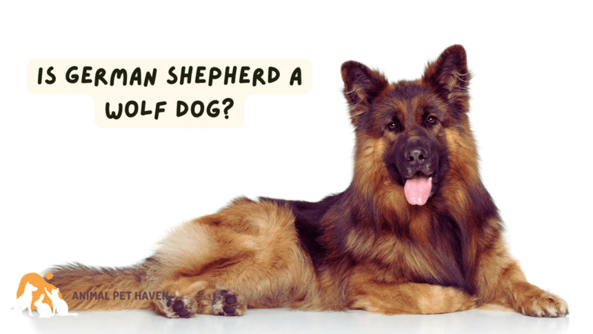 Is German Shepherd a Wolf Dog