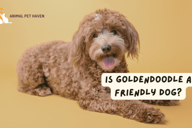 Is Goldendoodle a friendly dog