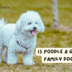 Is Poodle a Good Family Dog