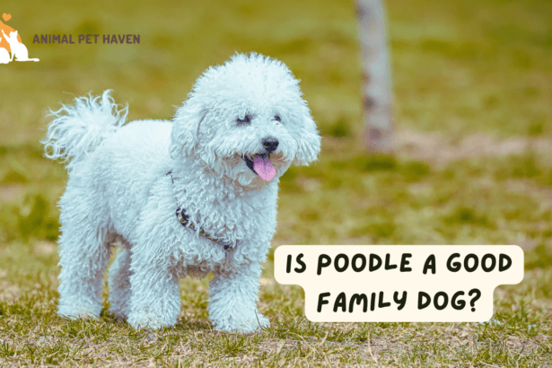 Is Poodle a Good Family Dog