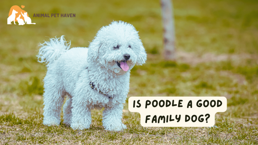 Is Poodle a Good Family Dog