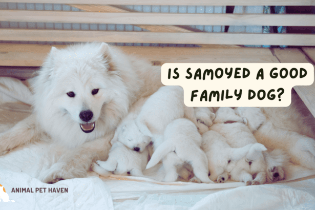 Is Samoyed a good Family Dog