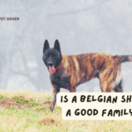 Is a Belgian Shepherd a good family dog