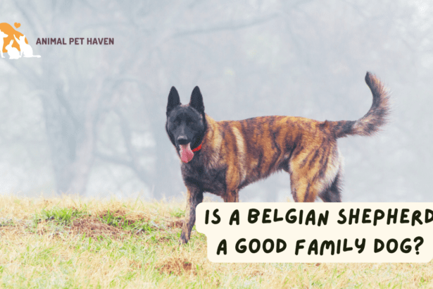 Is a Belgian Shepherd a good family dog