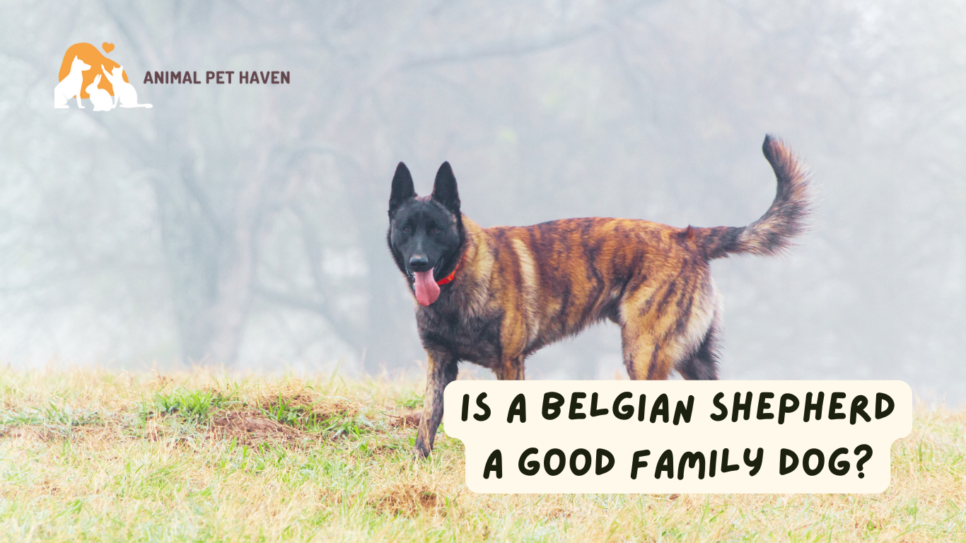 Is a Belgian Shepherd a good family dog