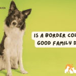 Is a Border Collie a good Family dog