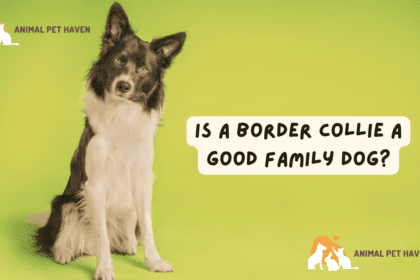 Is a Border Collie a good Family dog