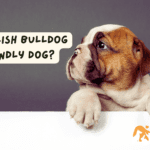 Is a English Bulldog a Friendly Dog