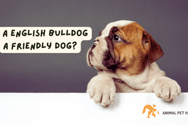 Is a English Bulldog a Friendly Dog