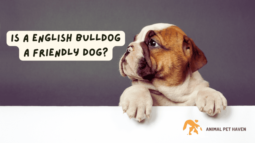 Friendly bulldog sales