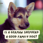 Is a German Shepherd a Good Family Dog